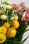 Pink helichrysum Straw flower bloomingÂ on white background